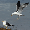 1cy fuscus in August, ringed in Finland. (81365 bytes)